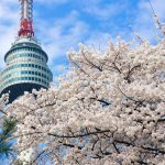 seoul tower cherry blossoms